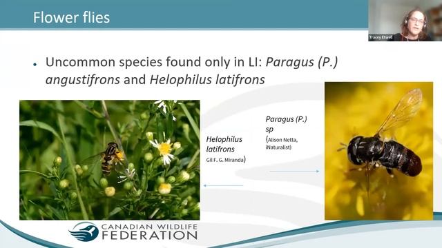 Pollinator Meadow Monitoring Results for 2022 смотреть онлайн