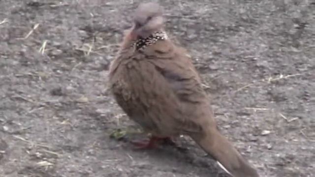 Test my Canon Legria FS405 on wildlife смотреть онлайн
