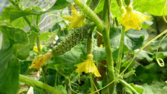 ПОДЛИЛА В ОГУРЦЫ ЭТО, САМА В ШОКЕ, ТОННЫ ОГУРЦОВ С ДАЧИ смотреть онлайн