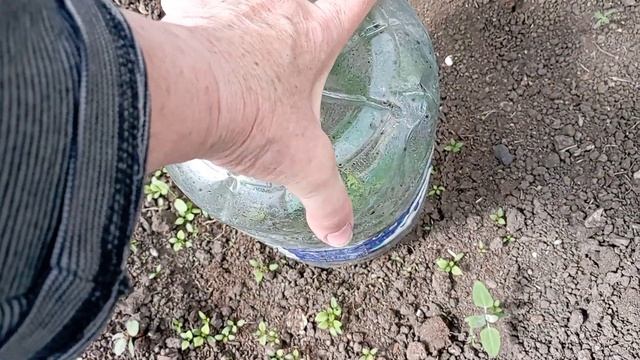 А мне нравятся мои томаты! смотреть онлайн
