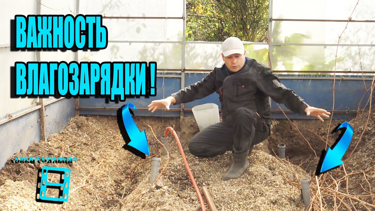 ЗАЧЕМ ВЛАГОЗАРЯДКОВЫЙ ПОЛИВ ВИНОГРАДА ОСЕНЬЮ? + ПОДГОТОВКА К УКРЫТИЮ. СЕВЕРНЫЙ ВИНОГРАДНИК 20-21 смотреть онлайн