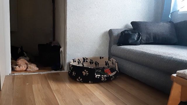 Хаски один дома.. смотреть онлайн