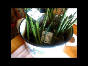 Черенкование роз весной. Черенкование по методу Буррито.