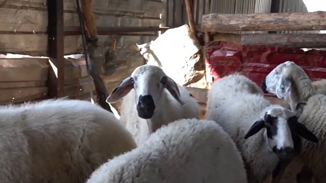 Sweet Pregnant Sheep who will soon have Lambs. Lamb Sound , Sheep Voice. смотреть онлайн