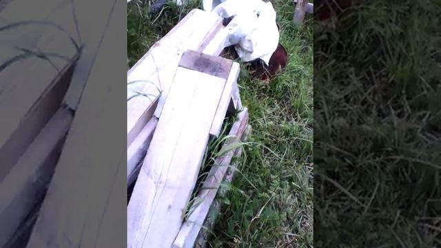 Мини тренировка для щенка смотреть онлайн