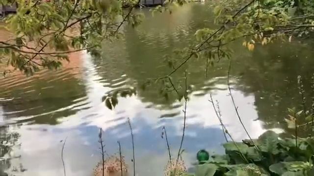 Алекс Брежнев снял майку и произвёл фурор в Сан-Франциско. Нужна ли женщина? Америка наизнанку смотреть онлайн