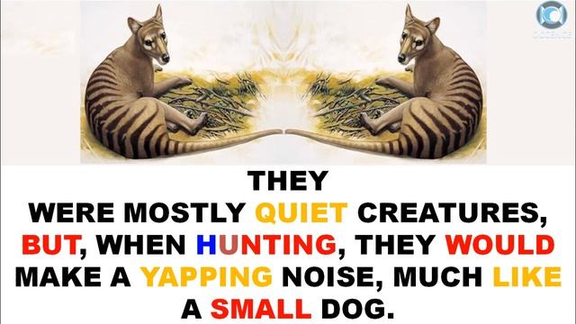 Tasmanian Tiger - Facts