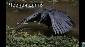 Чёрные птицы ?