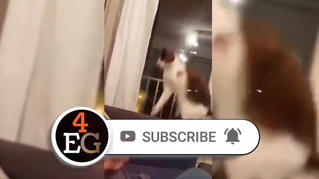 40 Times Animals Got Scared Hilariously смотреть онлайн