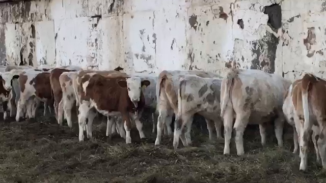 Ферма крупного скота смотреть онлайн