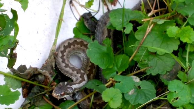 ГАДЮКА КЛАССИЧЕСКАЯ ? ЧЁРНО-БЕЛАЯ.(5ый вид змеи у нас на даче.) Ярославская обл. смотреть онлайн