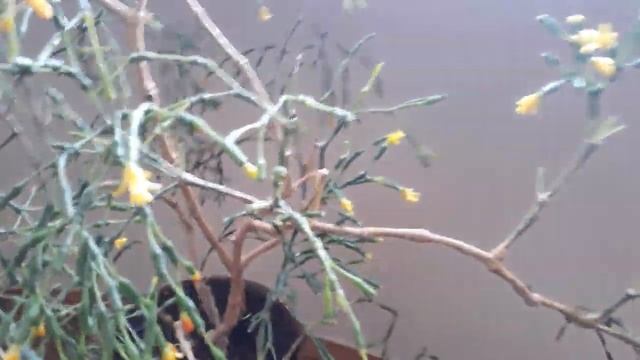 #комнатныецветы #хатиора /Комнатные цветы. Хатиора солеросовая ( лат. hatiora).Особенности. Уход смотреть онлайн