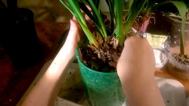 Цимбидиум . Сажаем два отделённых кустика. смотреть онлайн