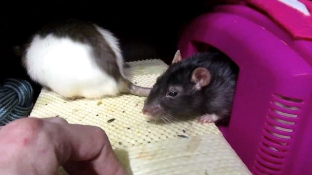 Редкое сселение крыс, за одну секунду. Патч и Ласка. (Fancy Rats | Декоративные Крысы) смотреть онлайн