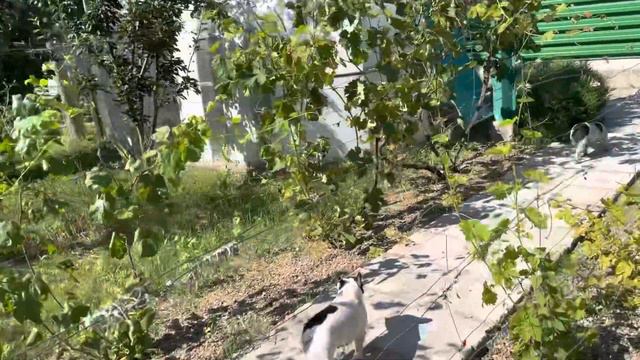 В каком Мире лучше собачкам? смотреть онлайн
