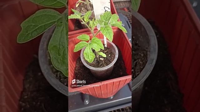 Сибирь. Переваливаю детерминантные сорта томатов в большие стаканы. смотреть онлайн