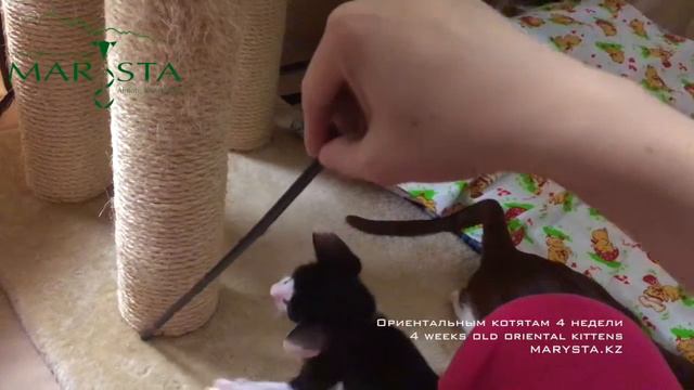 Ориентальные котята MARYSTA 4-6 недель. MARYSTA's Oriental Kittens of 4-6 weeks old смотреть онлайн