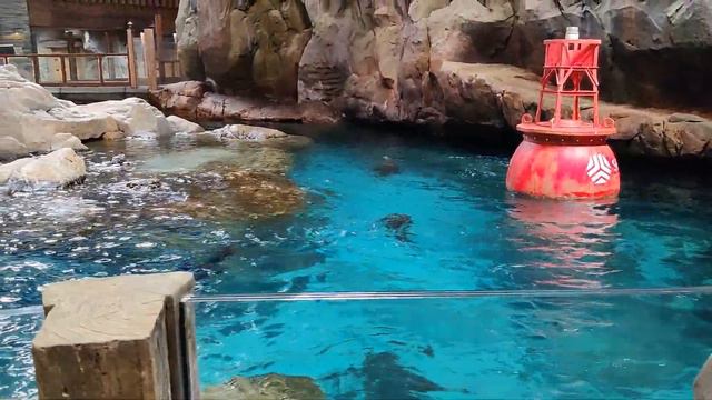 Sea World, Abu Dhabi смотреть онлайн