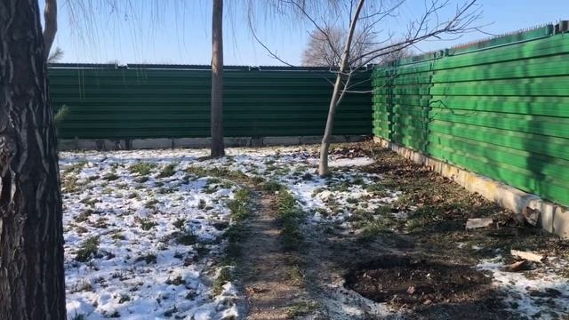 Французский бульдог Жорик не боится ходить по мосту... смотреть онлайн
