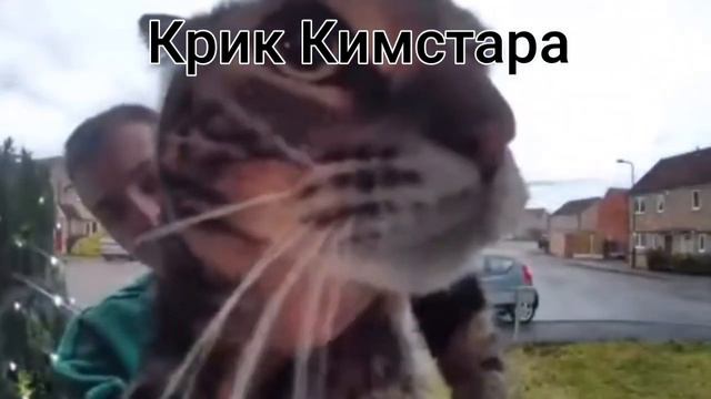 Кот мяукает в камеру но разными звуками