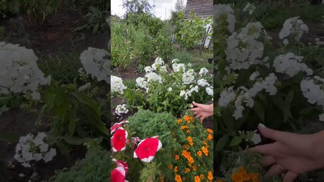 Обилие миниатюрных цветов вызывает восхищение?тонколистные бархатцы Старфайер Микс | Усадьба-Семена смотреть онлайн