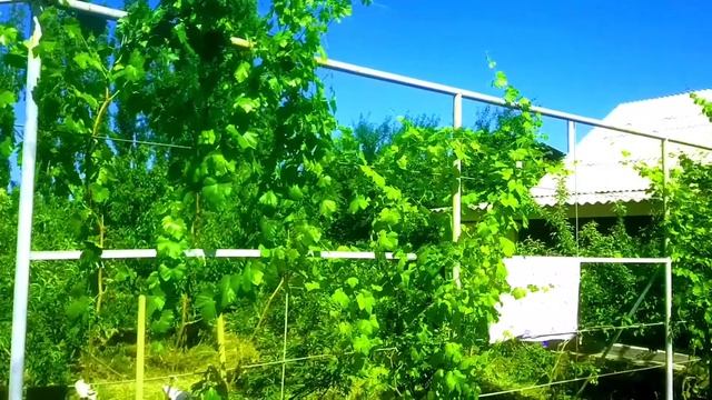 ВИНОГРАДНЫЙ ВАЛИШ