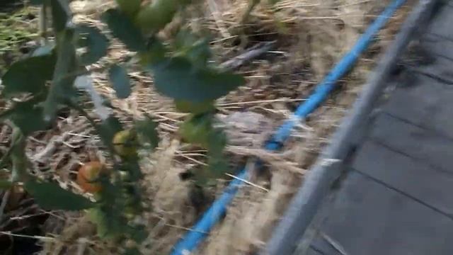 ОБЗОР ДАЧИ В ИЮНЕ смотреть онлайн