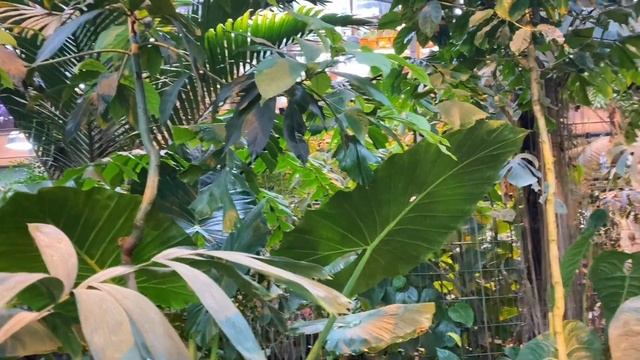 Ботанический сад МГУ. Аптекарский огород