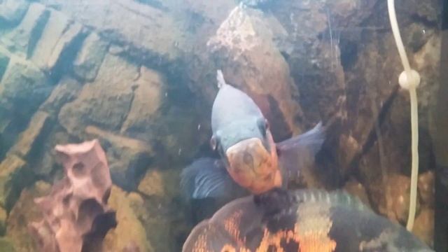 Астронотусы поедают "черную львинку " смотреть онлайн