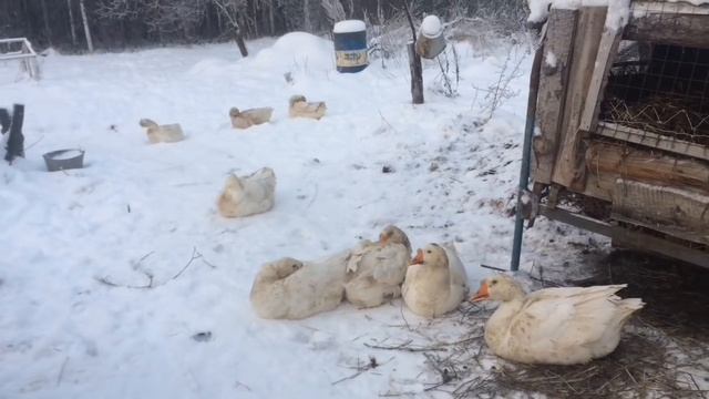 Гуси в хозяйстве смотреть онлайн