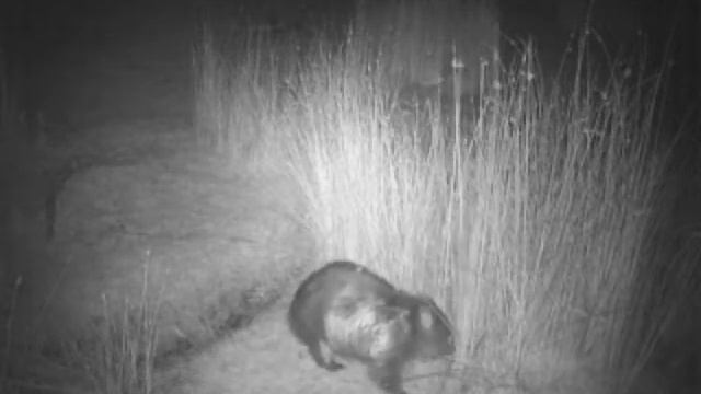 tasmanian wombat on bushnell trail cam смотреть онлайн