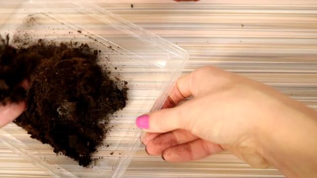 Peperomia Caperata. The Easiest Houseplant to Propagate. Tips&Tricks/Grow Plants for Free смотреть онлайн