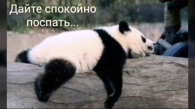 Милые фото Лисы и Панды смотреть онлайн
