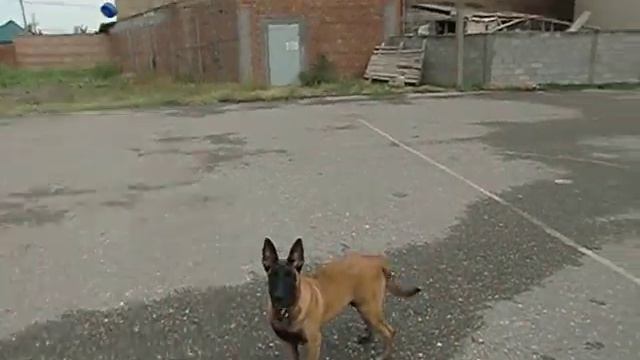 Нуцал и Грис . смотреть онлайн