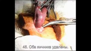 Овариогистерэктомия у кошки