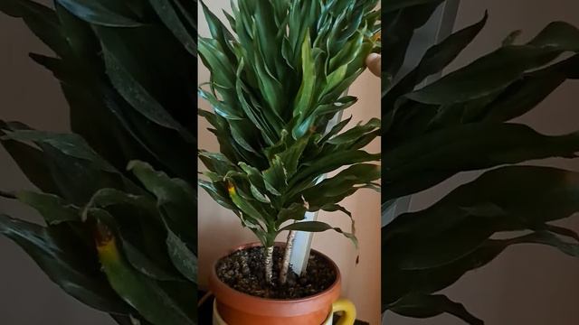 Драцена Компакта и Драцена Маргината смотреть онлайн