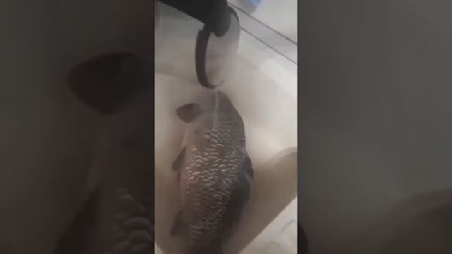 Чистка рыбы кипятком смотреть онлайн