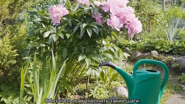 Пион Сара Бернар (Paeonia Sarah Bernhardt) смотреть онлайн