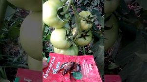 Результат препарата «Антихрущ» в закрытом грунте.