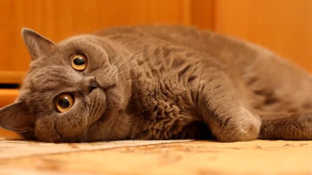 Приколы с котами 2014 Сентябрь ! смотреть онлайн