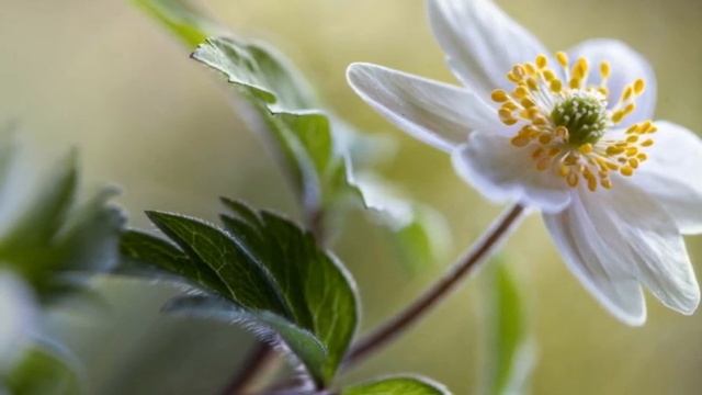 Энергетические принципы телепатического общения.