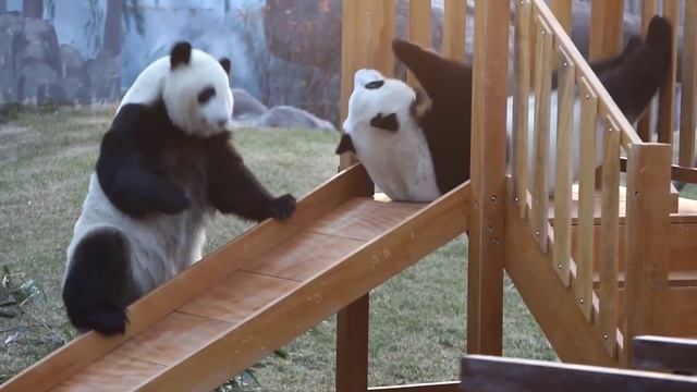 When 2 panda sisters have to share 1 slide (Qi Qiao and Qi Xi) смотреть онлайн