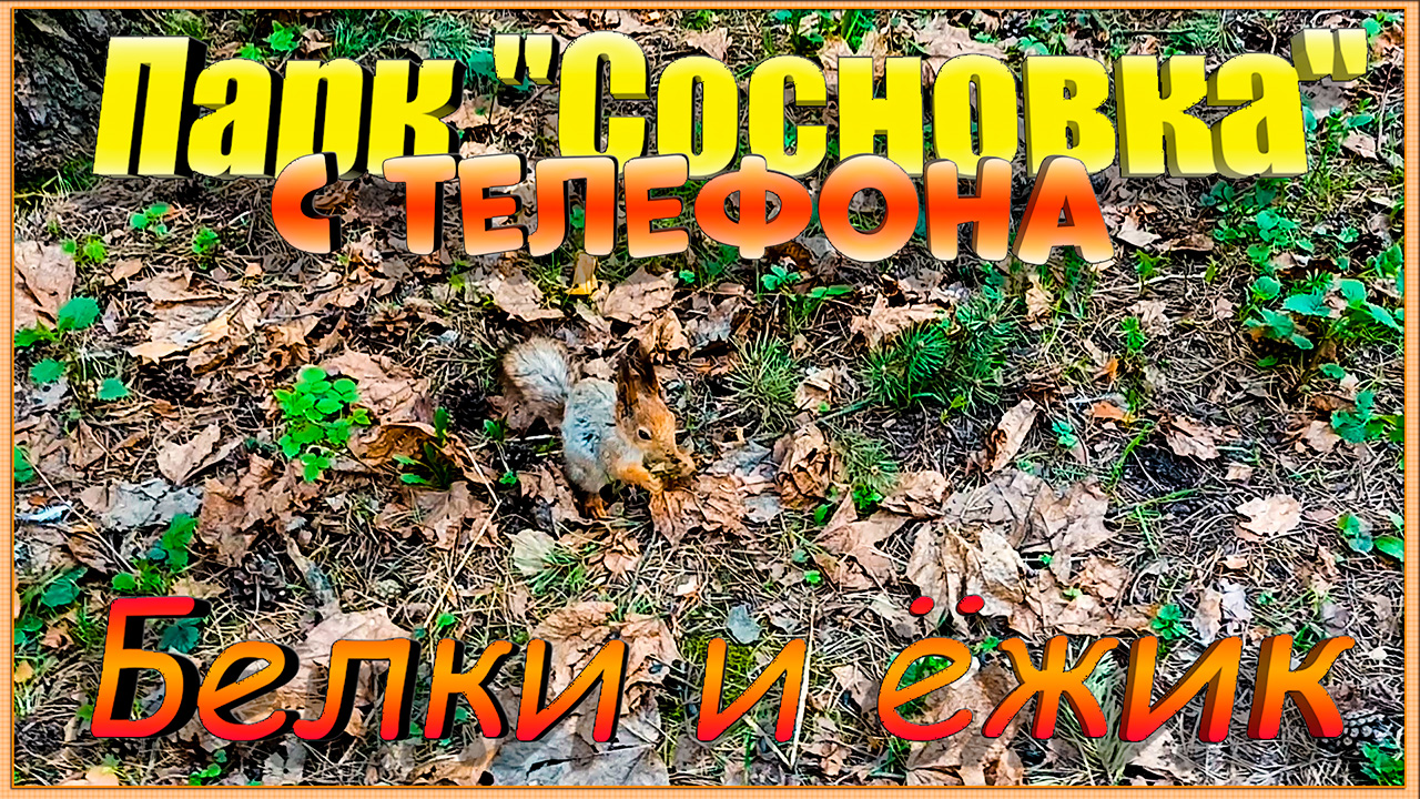 Парк «Сосновка» с телефона: Белки и ёжик. смотреть онлайн
