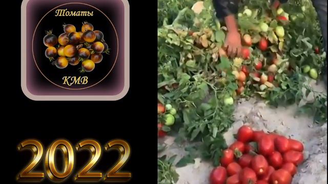Урожай Томатов с одного Куста! (2022). смотреть онлайн