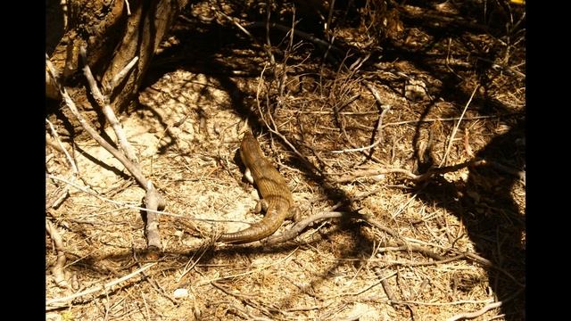 Наша Австралия: о Перте (WA) и его окрестностях смотреть онлайн