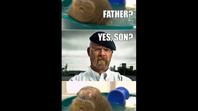 Супер подборка смешных зверьков, много кошек