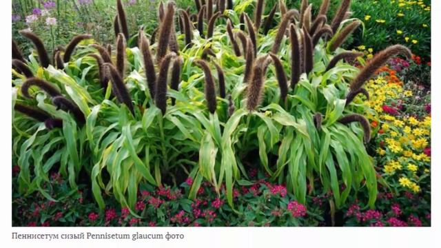 Злак пеннисетум или перистощетинник Выращивание из семян Посадка и уход Сорта с фото и описанием смотреть онлайн