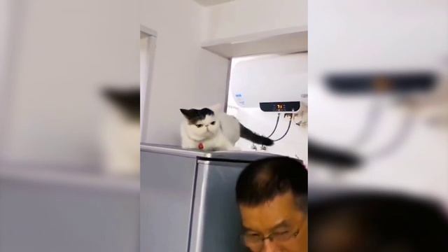 Забавные животные № 3 смотреть онлайн