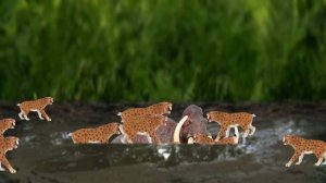 [EN] #32 An Extinct Cenozoic Animals story, Wolly Mammoth VS Smilodon, Collecta figures [cocostoy]