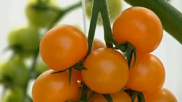 Томаты - Интернет магазин семян и саженцев Клуб Садовников смотреть онлайн